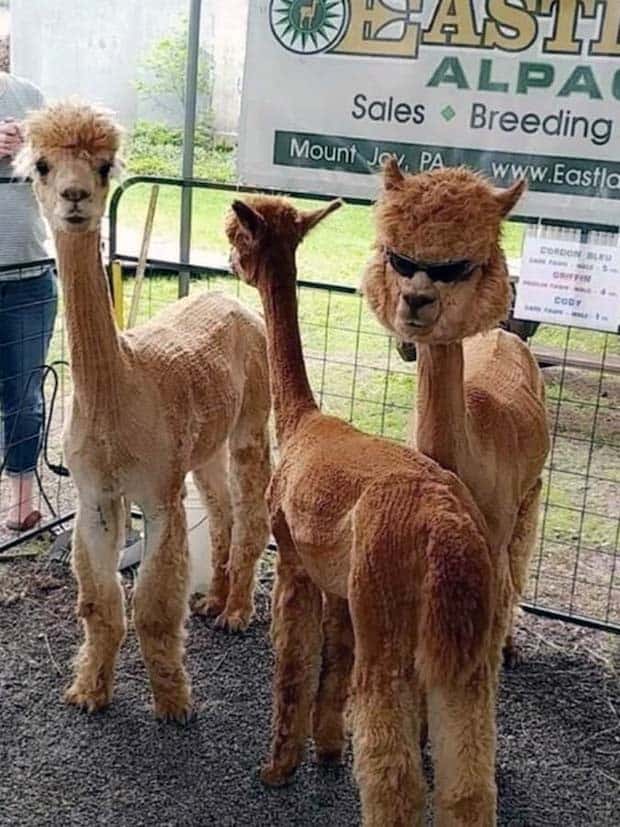 Get Ready for Funny Animals #337 (27 photos)