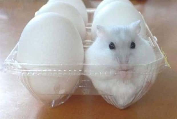 Get Ready for Funny Animals #338 (25 photos)