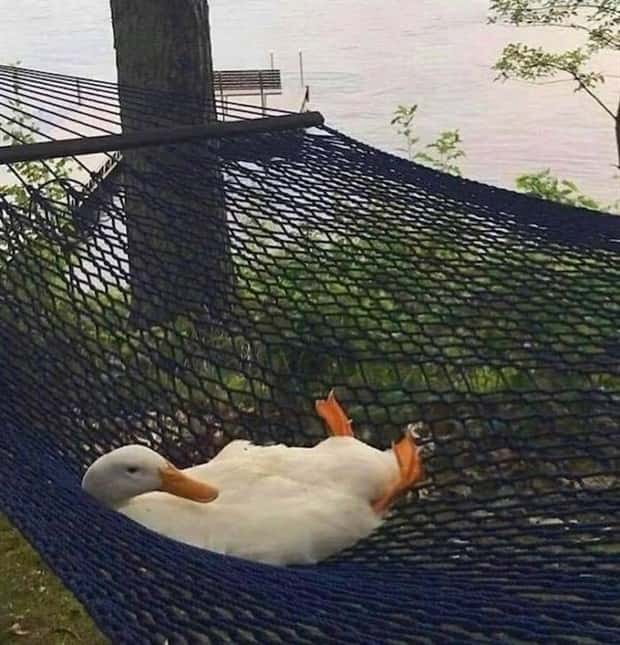 Get Ready for Funny Animals #337 (27 photos)