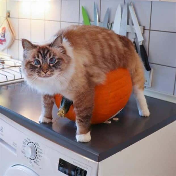 Get Ready for Funny Animals #339 (26 photos)