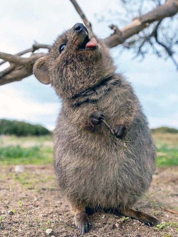 Get Ready for Funny Animals #337 (27 photos)