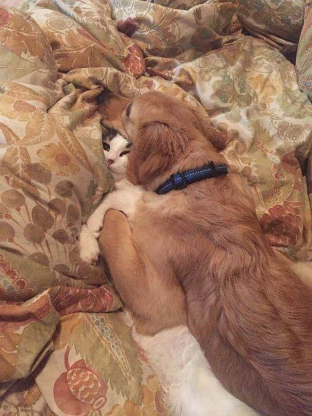 Get Ready for Funny Animals #339 (26 photos)