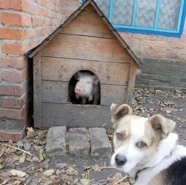 Get Ready for Funny Animals #337 (27 photos)