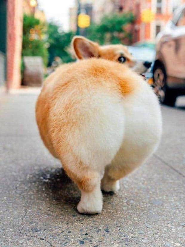 Get Ready for Funny Animals #337 (27 photos)