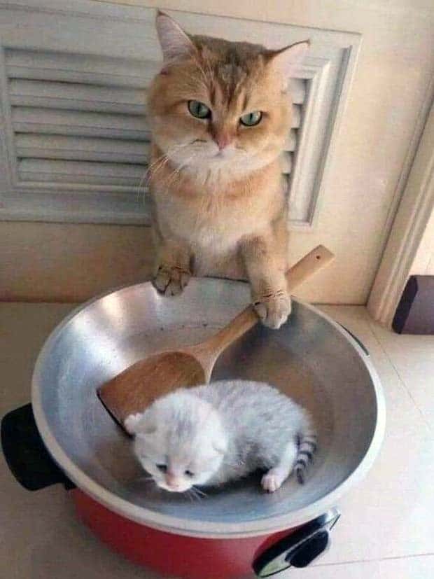 Get Ready for Funny Animals #337 (27 photos)