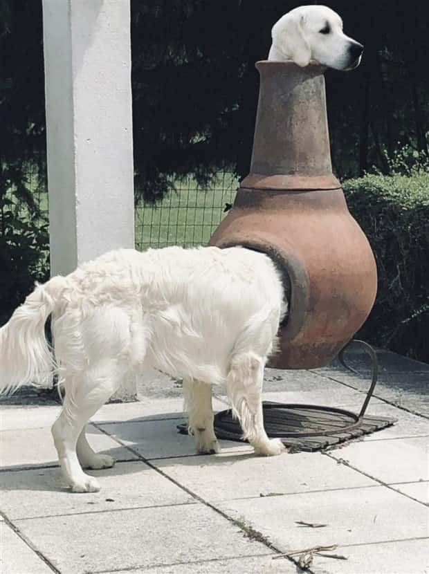 Get Ready for Funny Animals #339 (26 photos)