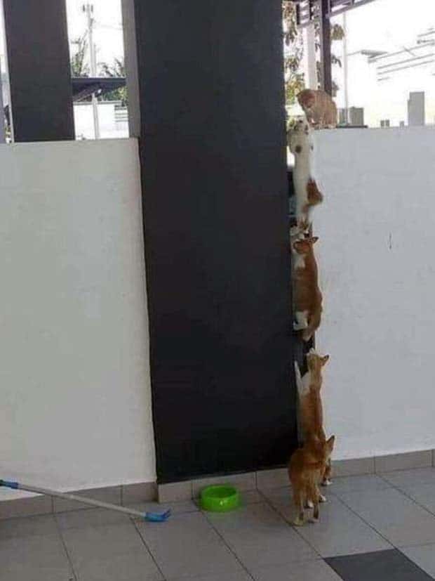 Get Ready for Funny Animals #337 (27 photos)