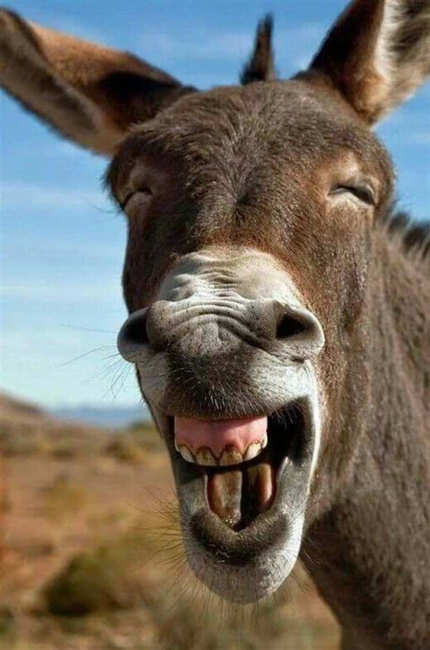 Get Ready for Funny Animals #337 (27 photos)