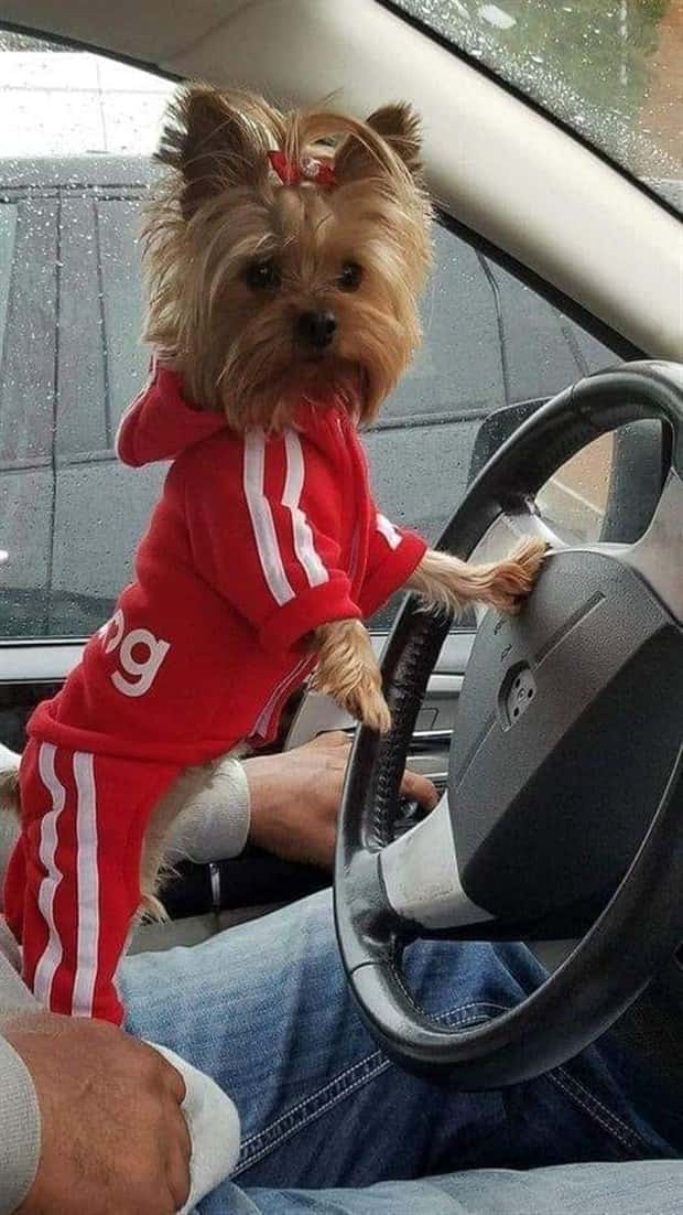 Get Ready for Funny Animals #339 (26 photos)