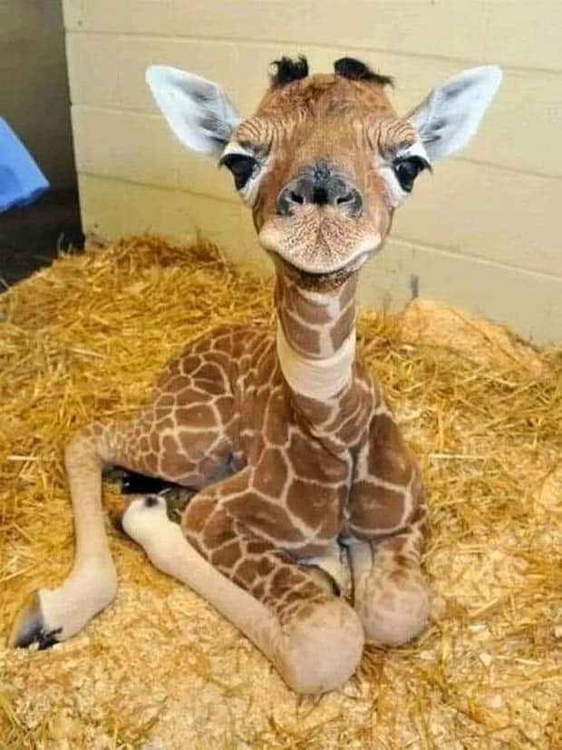 Get Ready for Funny Animals #339 (26 photos)