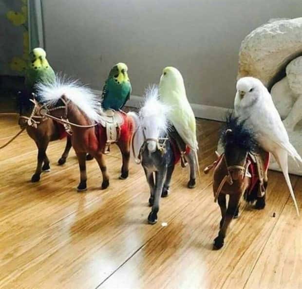 Get Ready for Funny Animals #338 (25 photos)