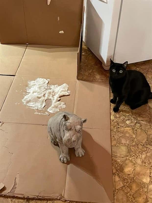 Get Ready for Funny Animals #337 (27 photos)