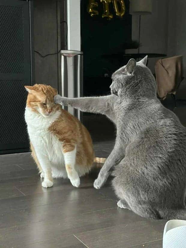 Get Ready for Funny Animals #339 (26 photos)