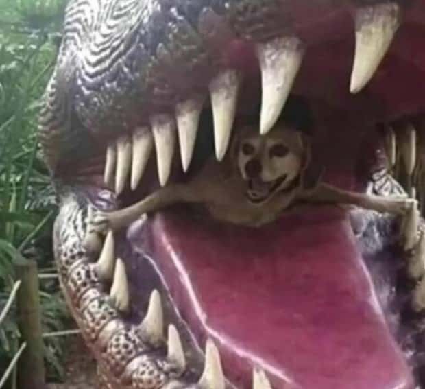 Get Ready for Funny Animals #339 (26 photos)