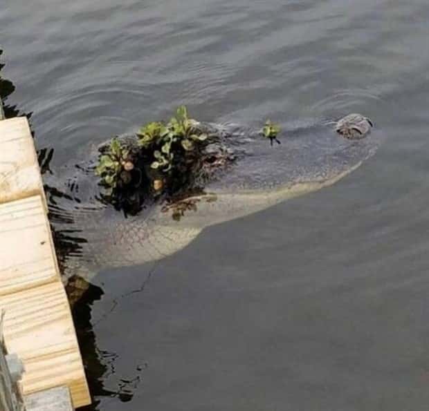 Get Ready for Funny Animals #337 (27 photos)