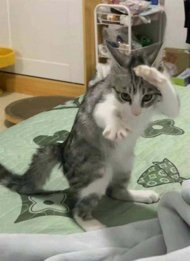 Klyker Picdump #1492 (42 photos)