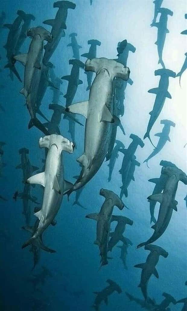 awesome pictures 15 2 Awesome Pictures You Shouldn’t Miss #112 (26 photos)