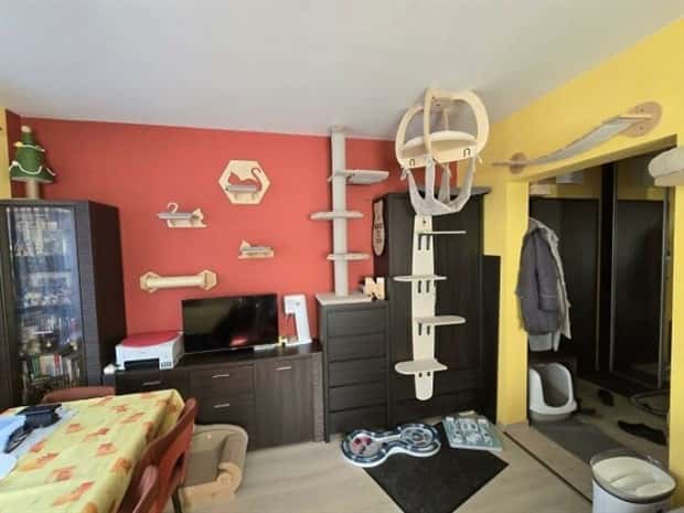 Perfect Cat Friendly Living Spaces (27 photos)