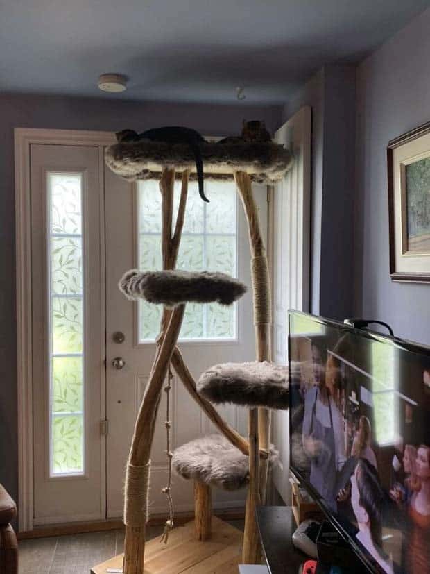 Perfect Cat Friendly Living Spaces (27 photos)