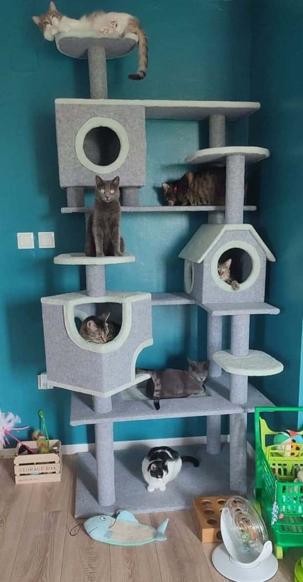 Perfect Cat Friendly Living Spaces (27 photos)