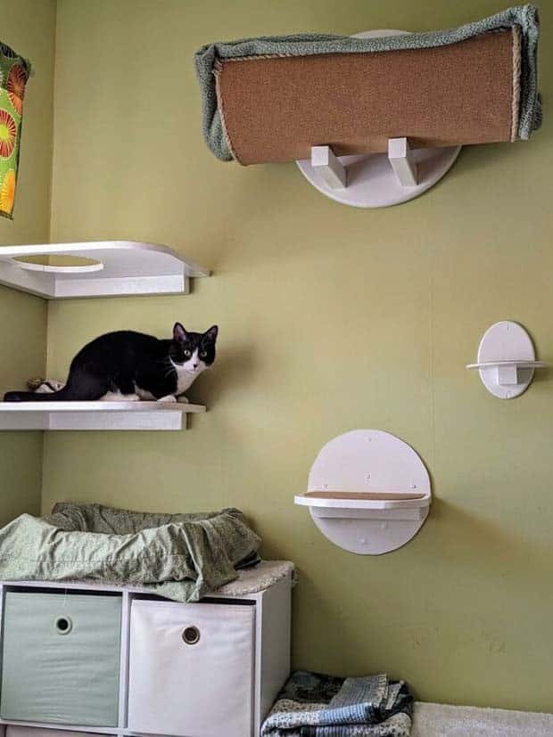 Perfect Cat Friendly Living Spaces (27 photos)