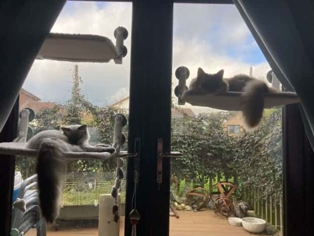 Perfect Cat Friendly Living Spaces (27 photos)