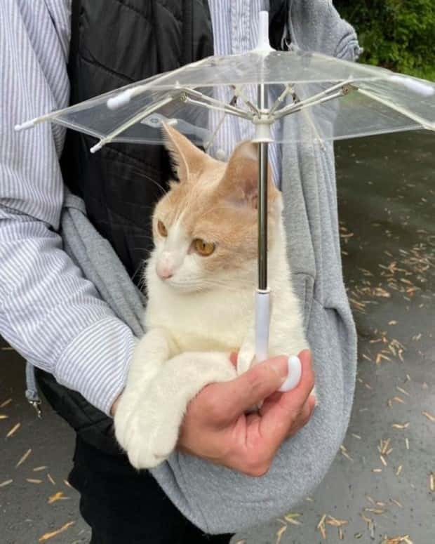 Get Ready for Funny Animals #341 (28 photos)