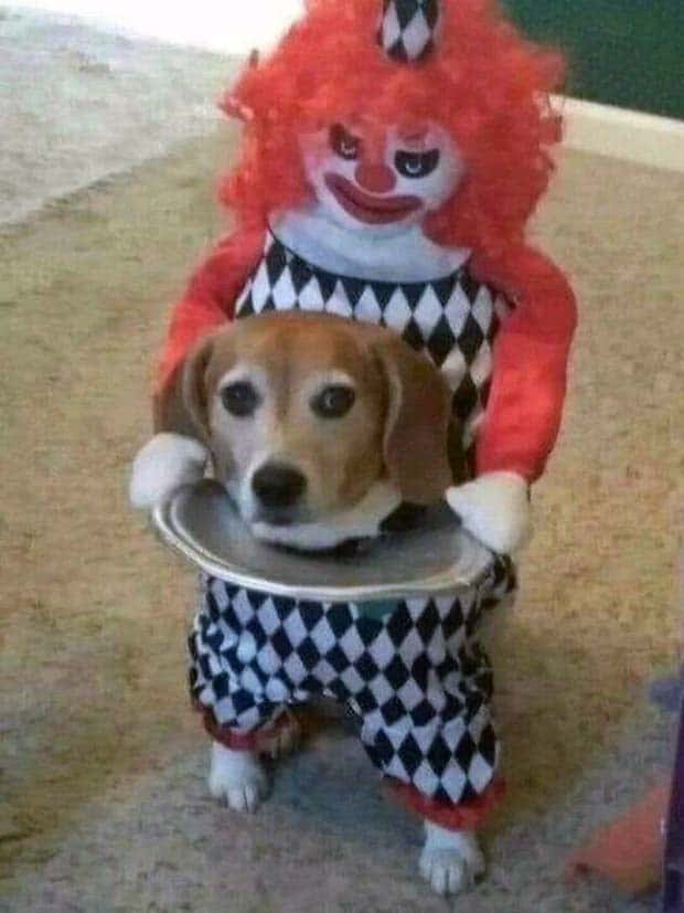 Get Ready for Funny Animals #341 (28 photos)