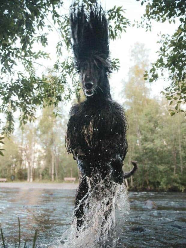 Get Ready for Funny Animals #341 (28 photos)