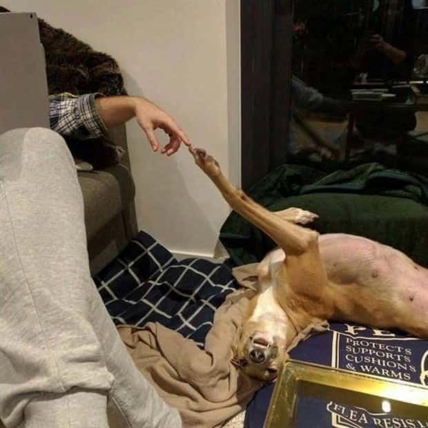 funny animals 12 Get Ready for Funny Animals #340 (23 photos)