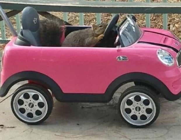 Get Ready for Funny Animals #341 (28 photos)