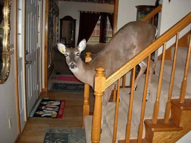 Get Ready for Funny Animals #343 (26 photos)