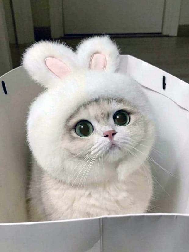 Get Ready for Funny Animals #343 (26 photos)