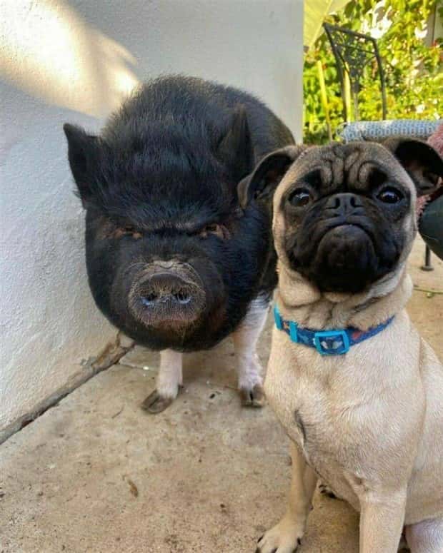 Get Ready for Funny Animals #343 (26 photos)