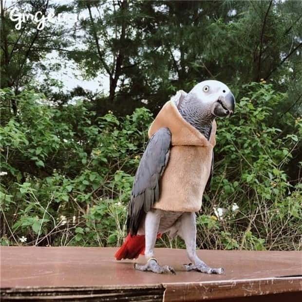 funny animals 17 Get Ready for Funny Animals #340 (23 photos)