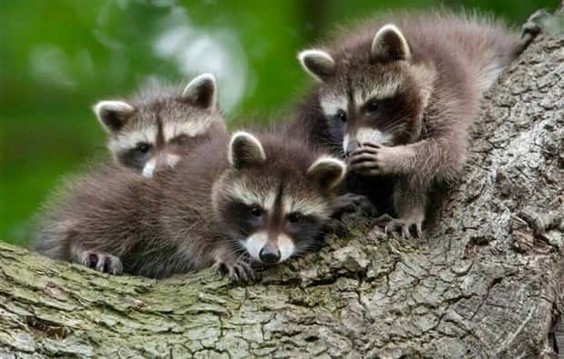 Get Ready for Funny Animals #341 (28 photos)