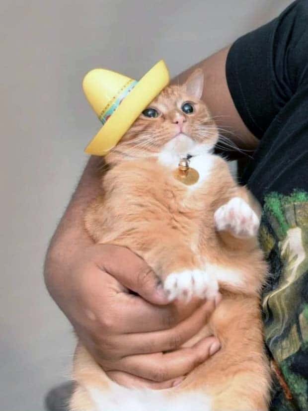 Get Ready for Funny Animals #343 (26 photos)