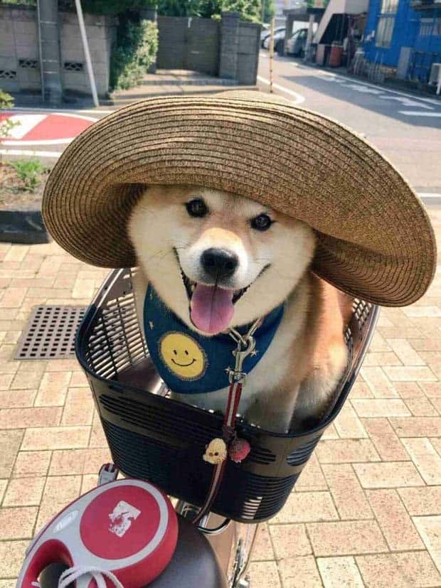 Get Ready for Funny Animals #341 (28 photos)