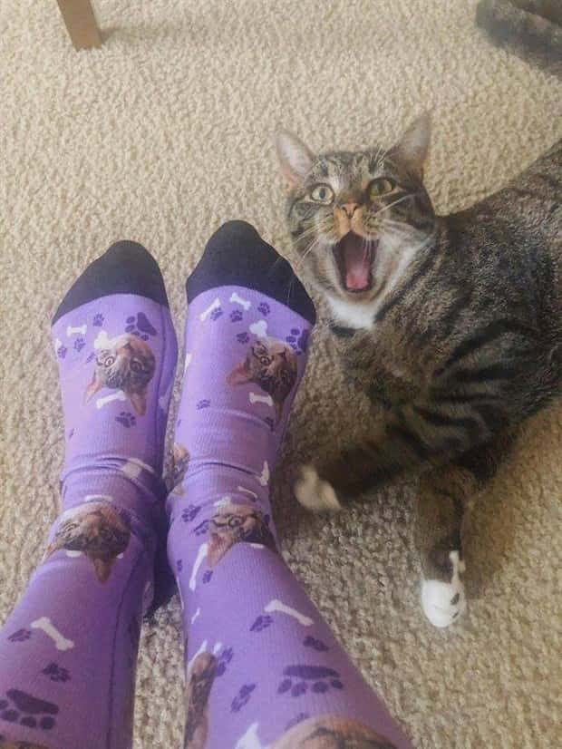 Get Ready for Funny Animals #343 (26 photos)