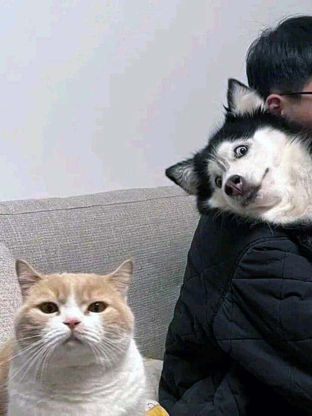 Get Ready for Funny Animals #341 (28 photos)