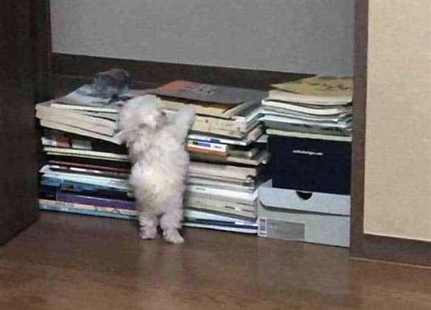 Get Ready for Funny Animals #343 (26 photos)