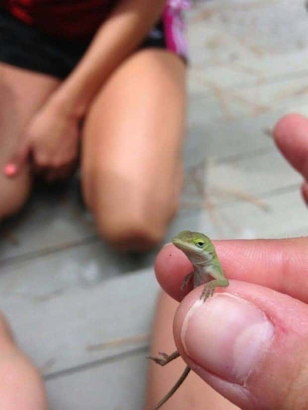 Get Ready for Funny Animals #343 (26 photos)