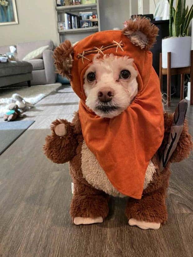 Get Ready for Funny Animals #341 (28 photos)