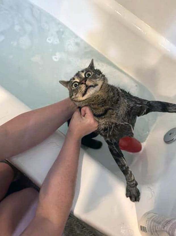 Get Ready for Funny Animals #341 (28 photos)