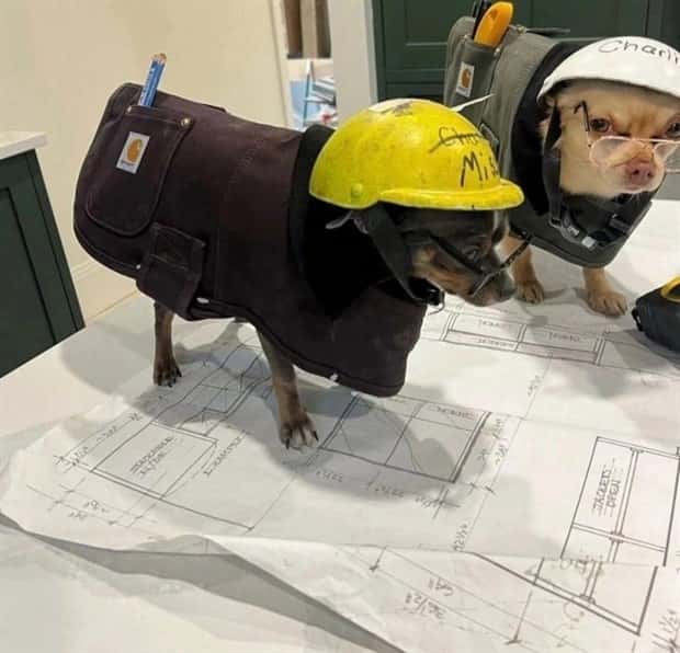 Get Ready for Funny Animals #343 (26 photos)