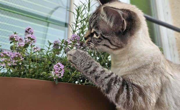 funny animals 3 Get Ready for Funny Animals #340 (23 photos)