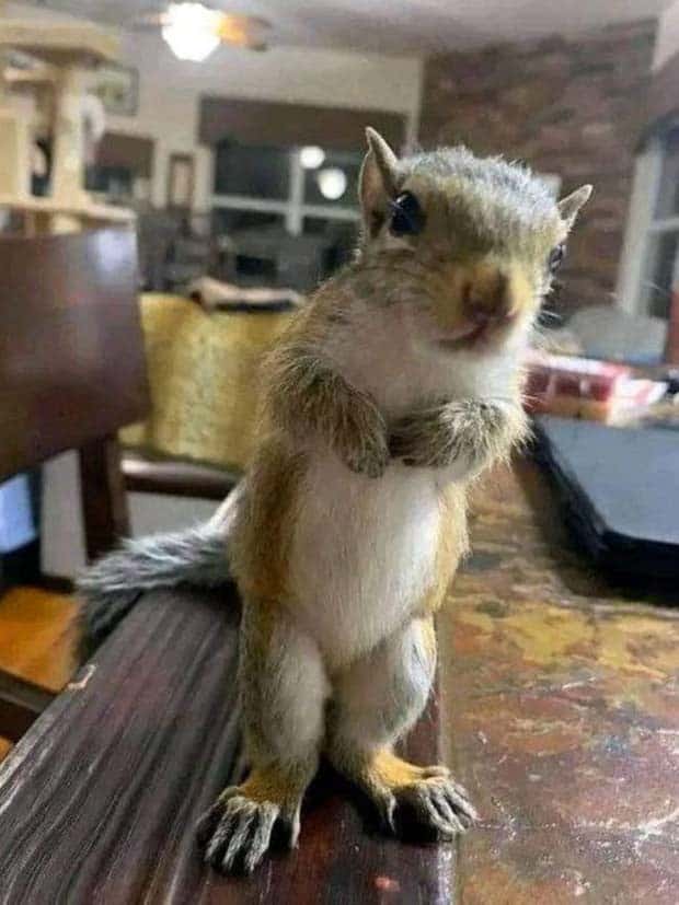 Get Ready for Funny Animals #341 (28 photos)