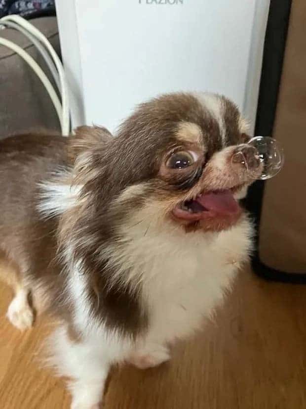 Get Ready for Funny Animals #343 (26 photos)