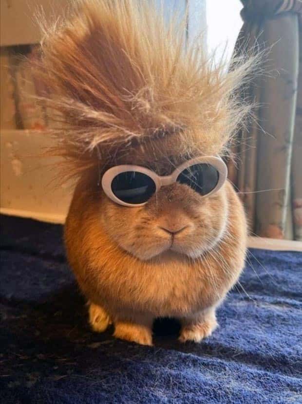 funny animals 4 Get Ready for Funny Animals #340 (23 photos)