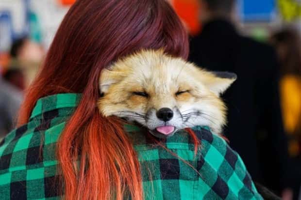 Get Ready for Funny Animals #341 (28 photos)